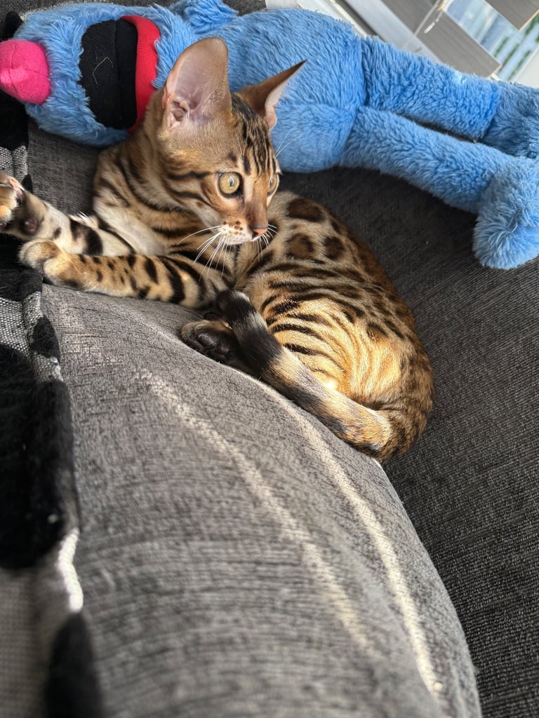 Bengal male (500 reduced pick up today)