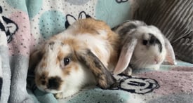 2 female indoor Lopeared rabbits 