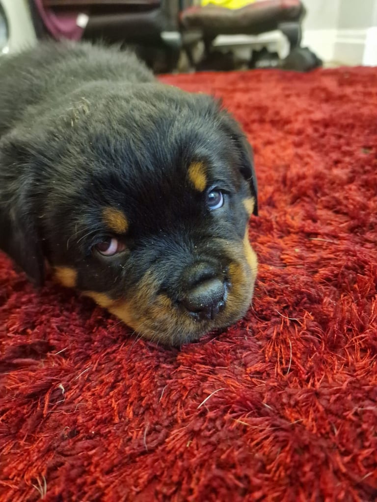 Rottweiler puppies