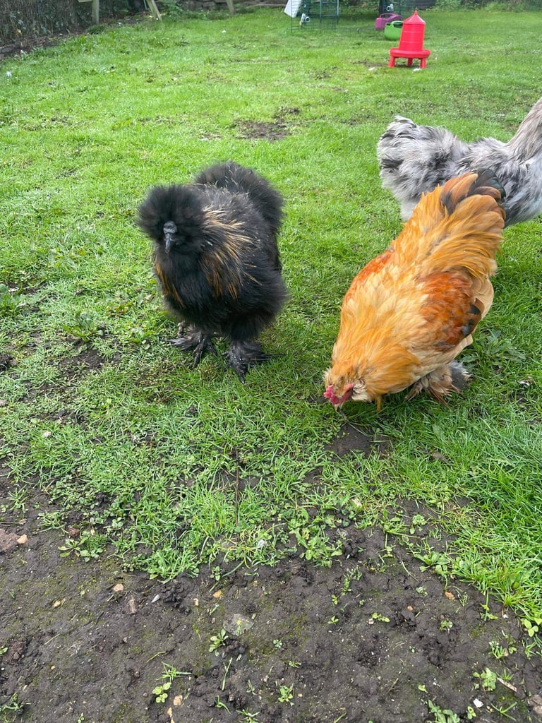 🐓 Purebred Silkie Cockerels & Bantams – 🏡 Ferndown & Andover 