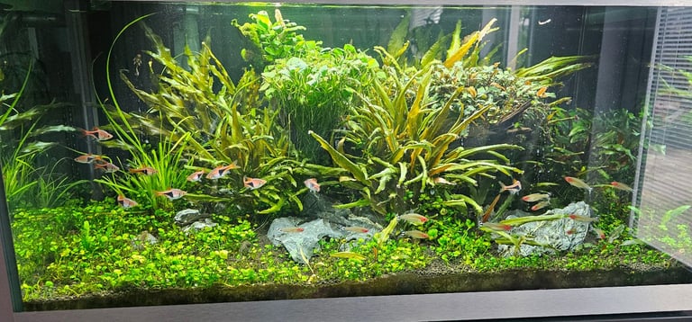 Oase Highline 200 Aquarium and accessories