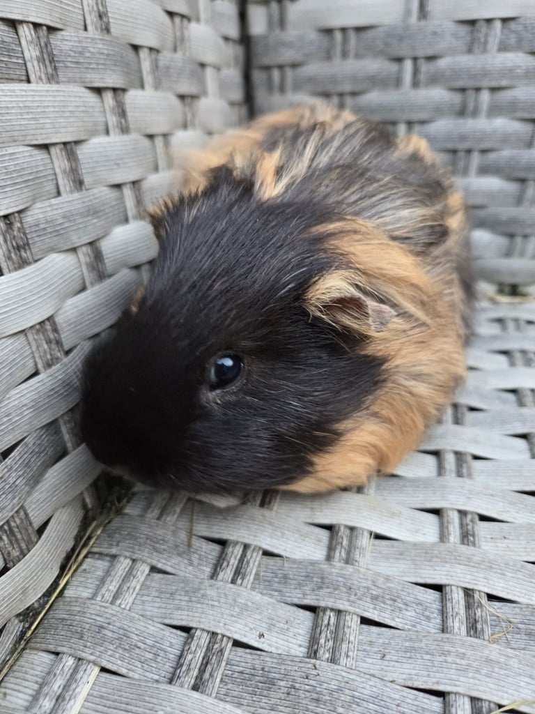 Stunning guinea pig brothers 