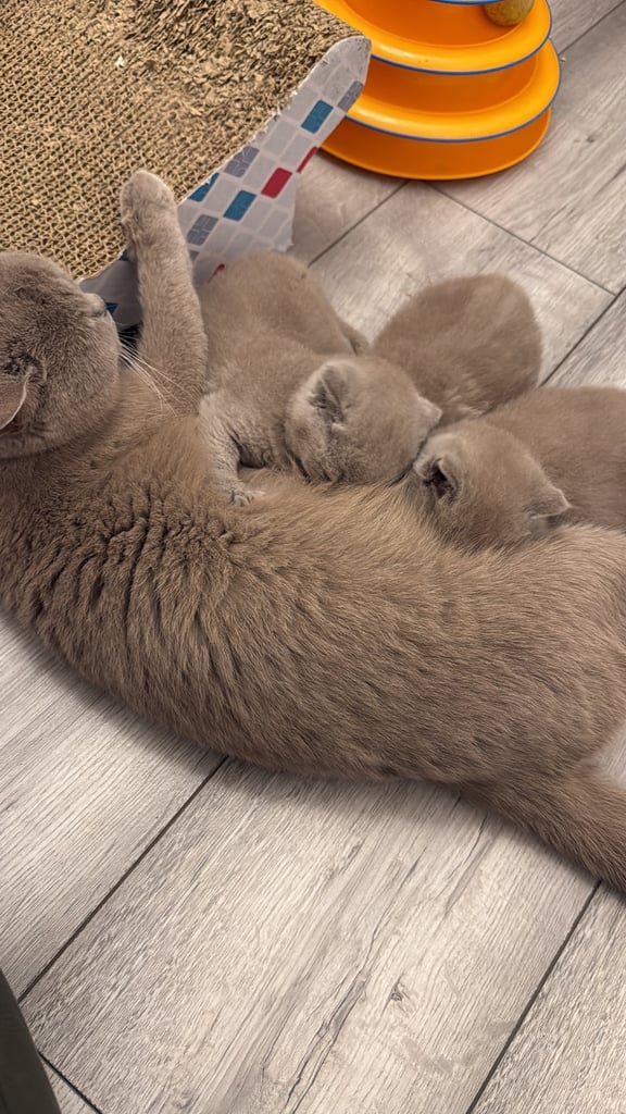 image for Pedigree BSH kittens 