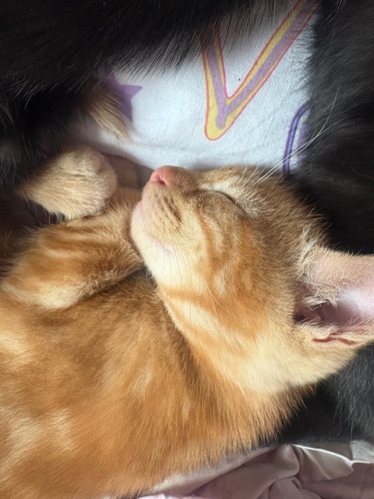 Kittens for sale 