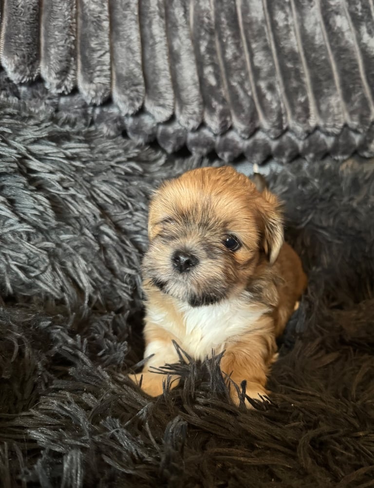 Apso Mix Gumtree Lhasa Apso Breed Pedigree Lhasa Apso Lhasa Apso