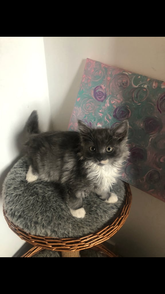 Norweigan Forest Kittens