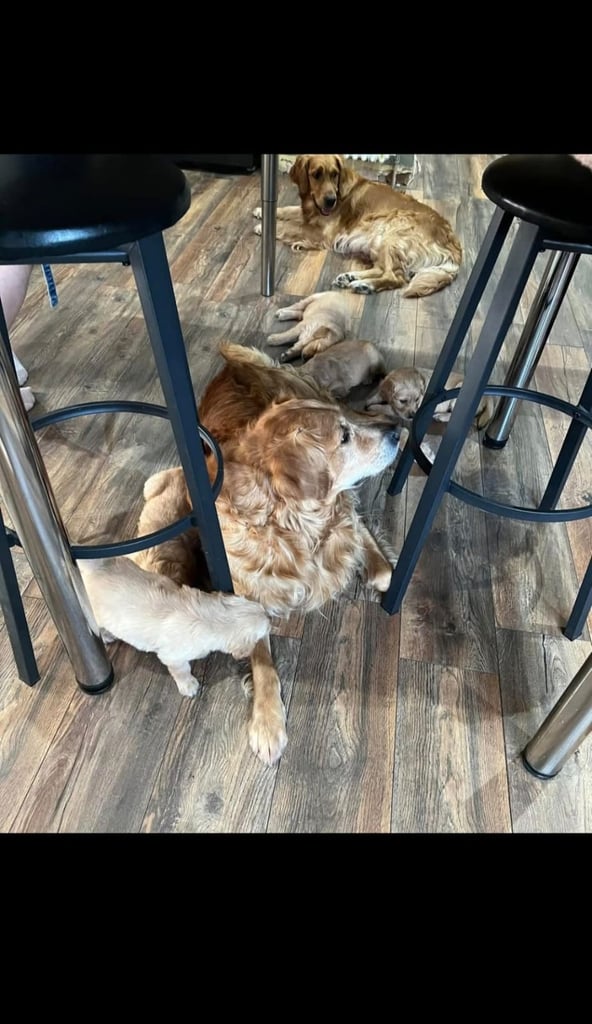 5 month old female golden retriever puppy