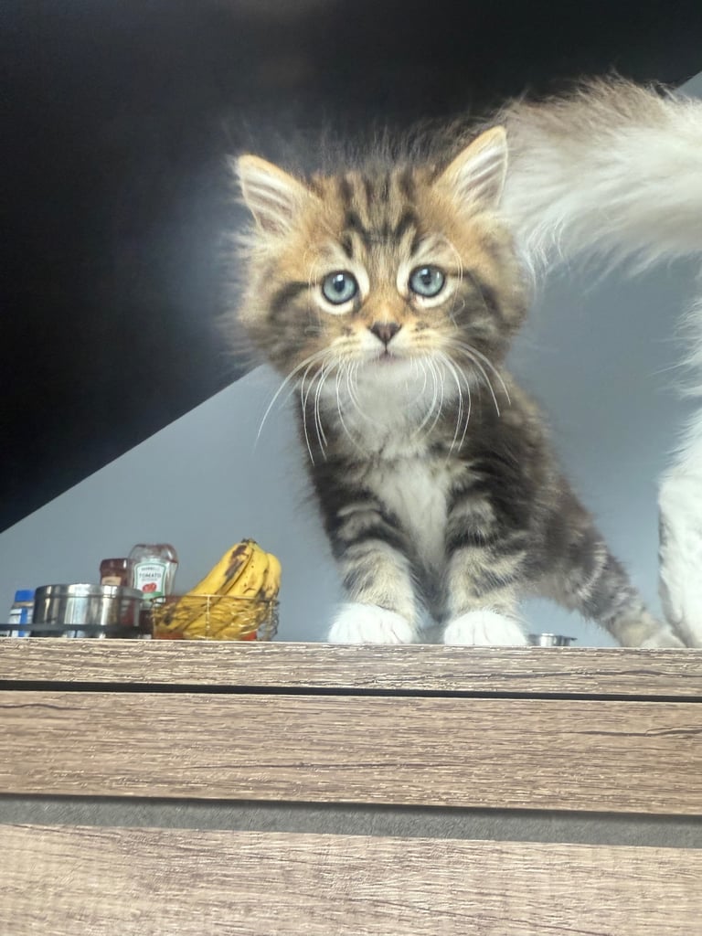 Half Persian kittens