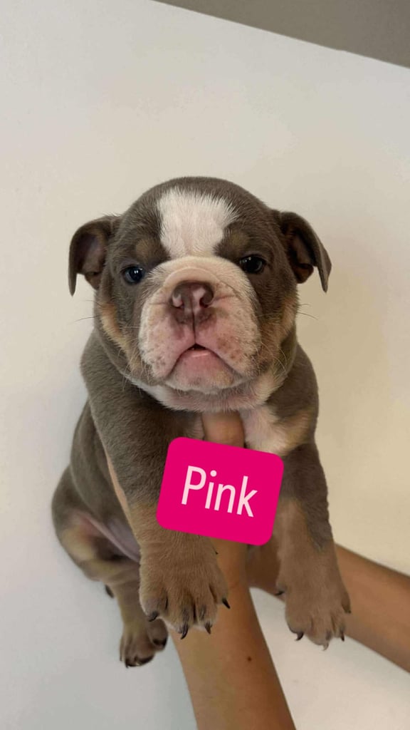 Stunning English Bulldog Puppies 