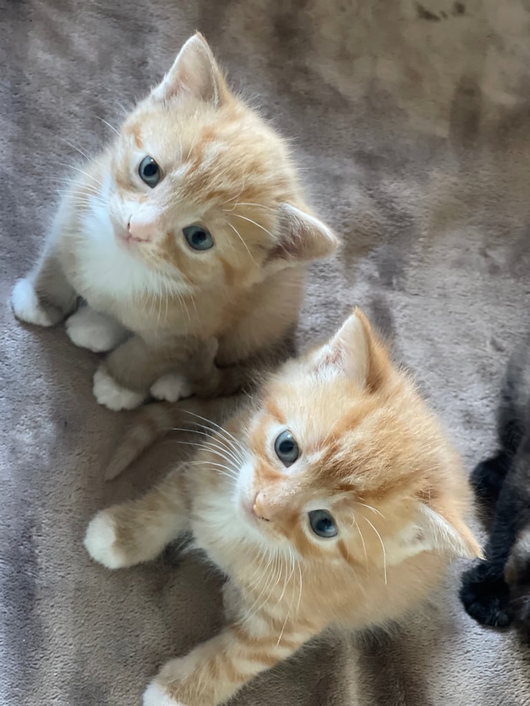 Short haired tabby ginger kitten and tortoiseshell kitten 
