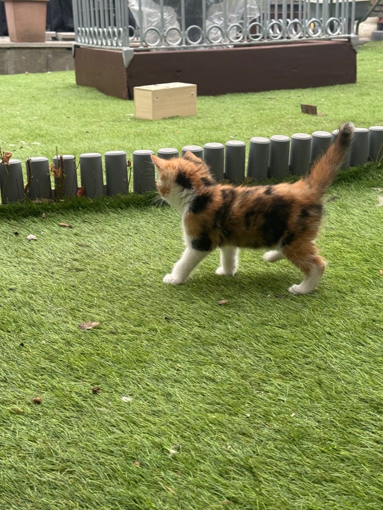 Adorable Half Ragdoll Female Kitten for Sale  9 Weeks Old