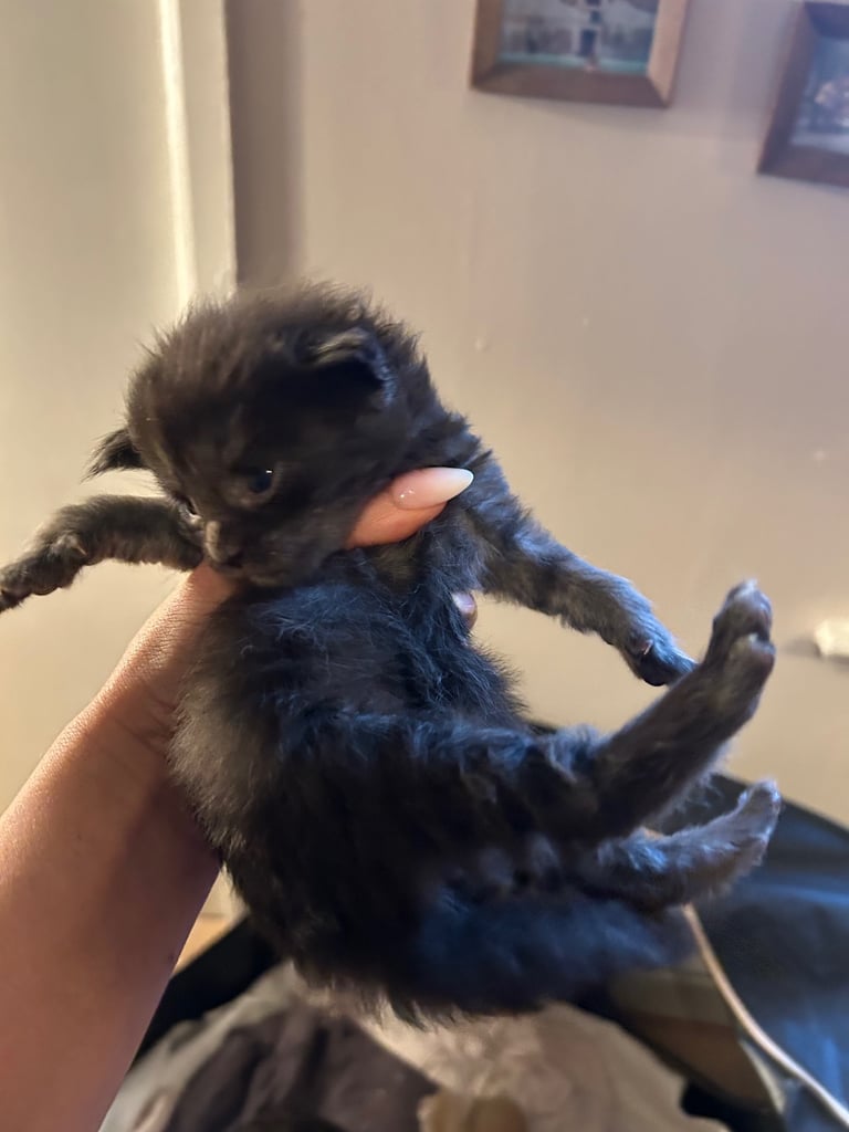 XL Main Coon Kittens ready soon for sale 