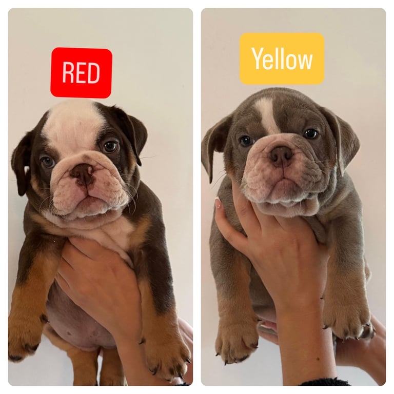 2 Stunning Girl English Bulldog Puppies 