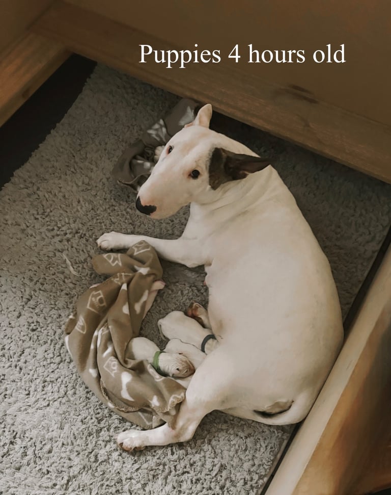 KC English Bull Terrier puppies 🐾