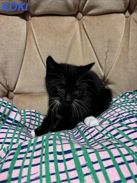 Kittens x1 Boy x2 Girls *1 GIRL LEFT*