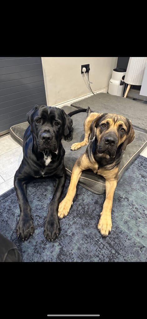 Cane corso puppies