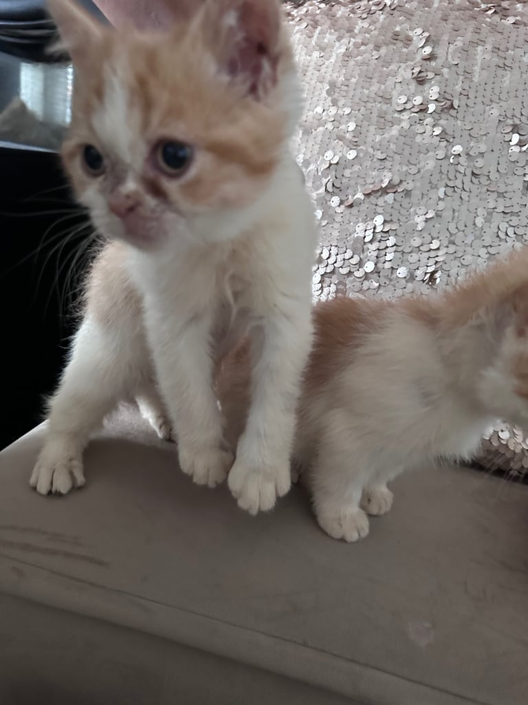 Persian Kittens For Sale