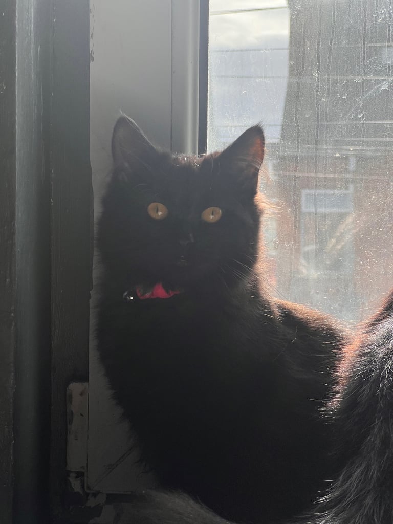 2 x Young Cats for Sale