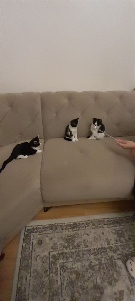 Black and white kittens ready home
