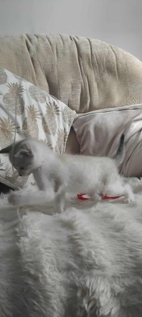 Maine coon cream kittens 
