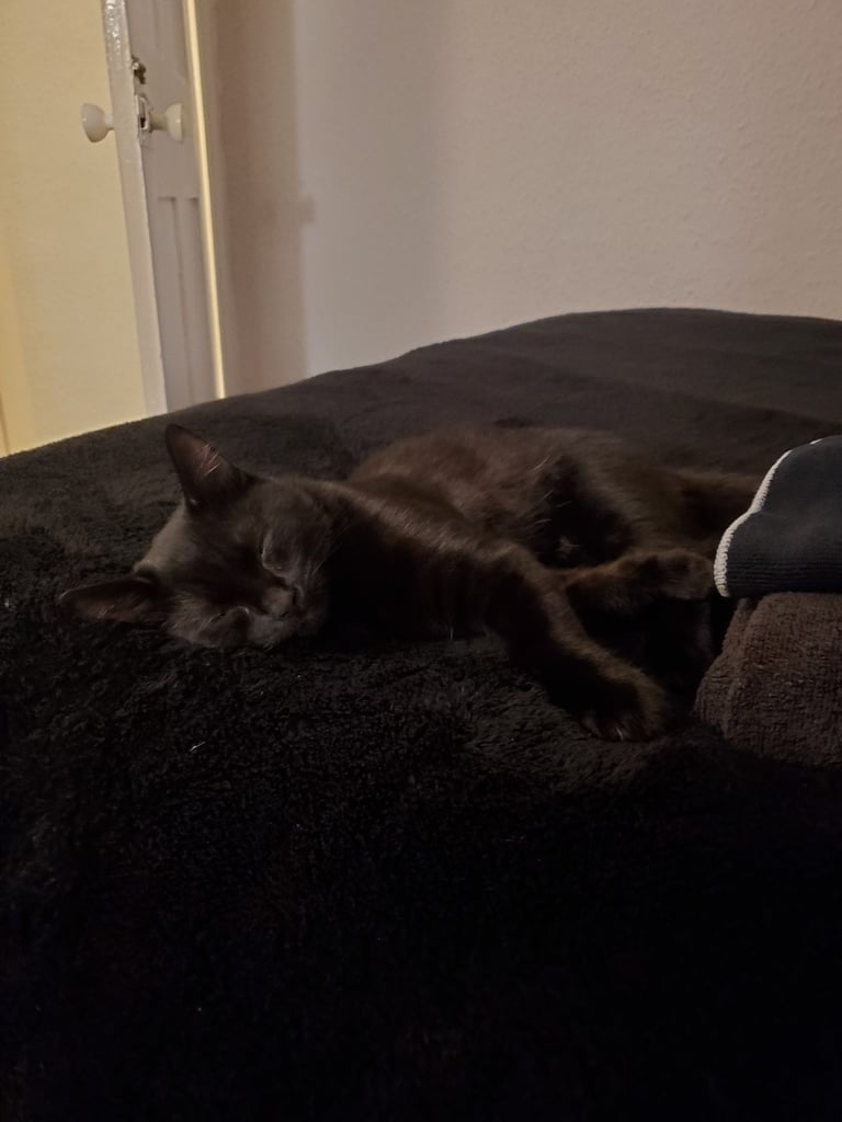 image for 1 year old Male Cat Gizmo Needs Loving Home