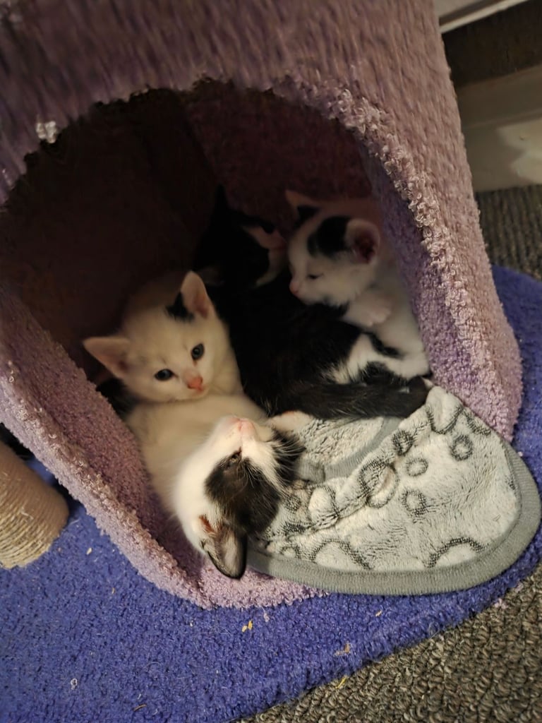 4 beautiful kittens ready for there new home