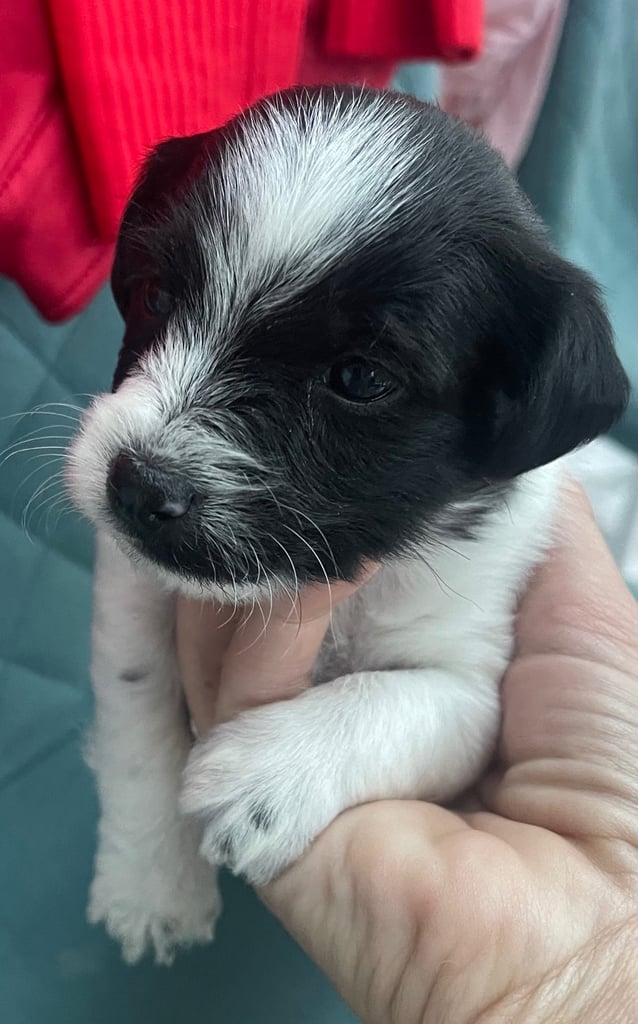 Beautiful Jackapoo’s