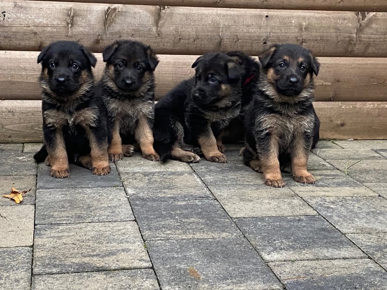 Long coat german shepherd puppy shops price