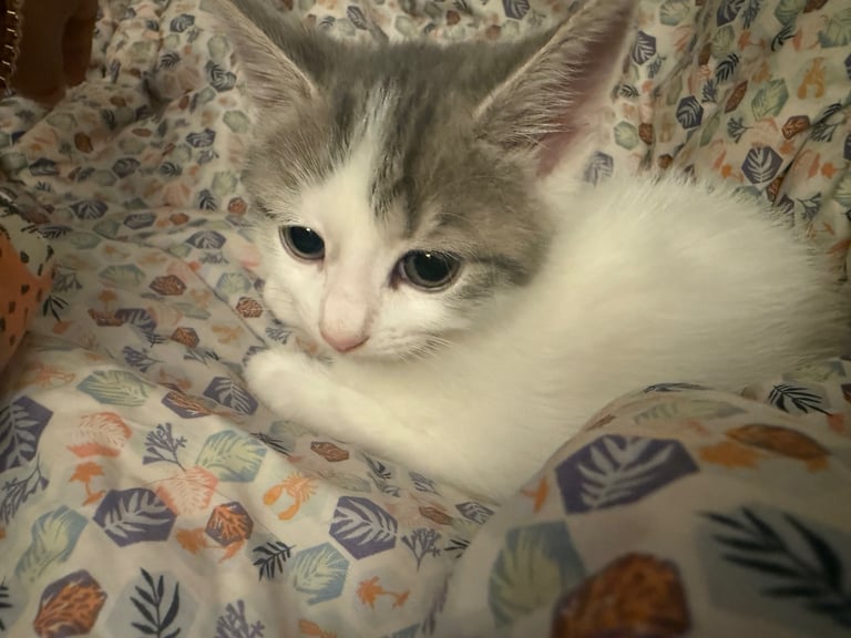Only 2 left! Cuddly little kittens looking for rehoming 
