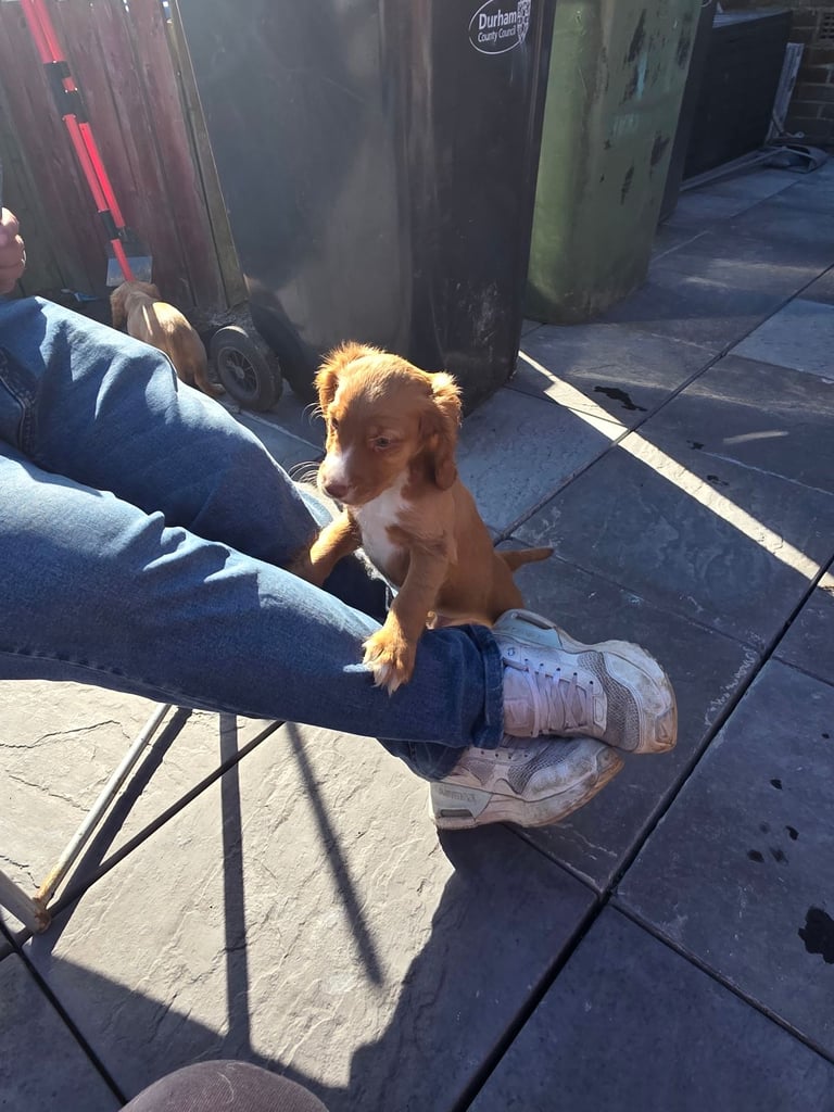 Cocker spaniel puppies 