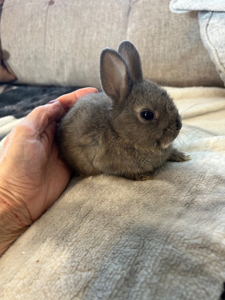 ONLY ONE LEFT! Beautiful Netherland dwarf baby bunnies 