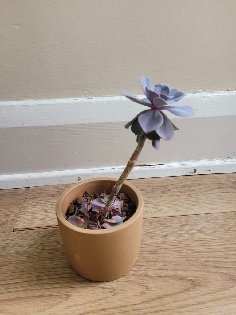 Flower pink succulent 