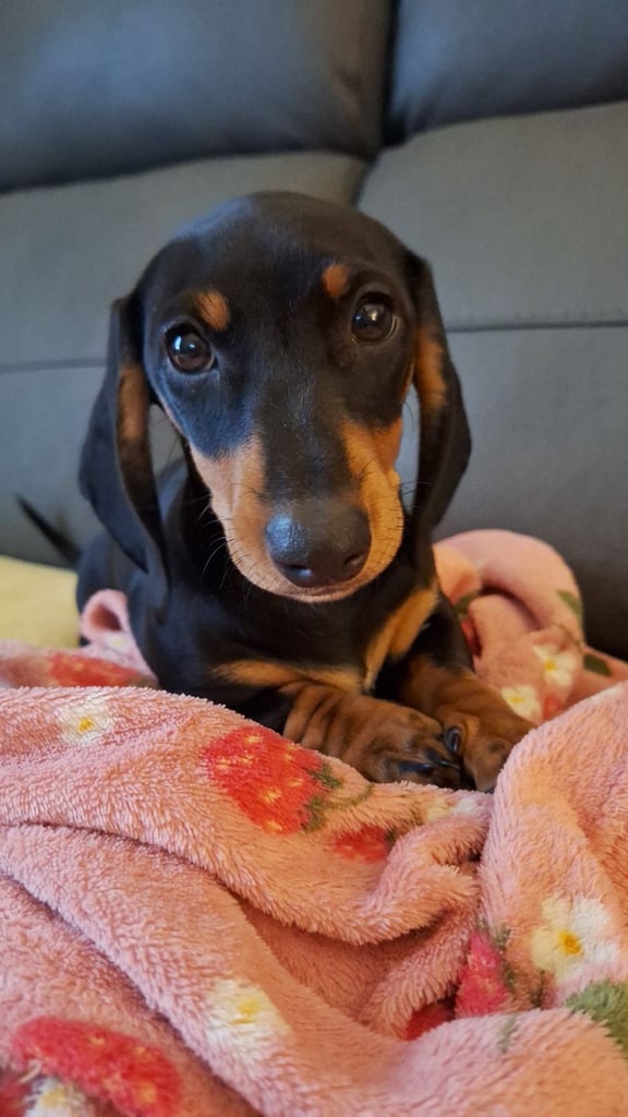 Dachund puppy