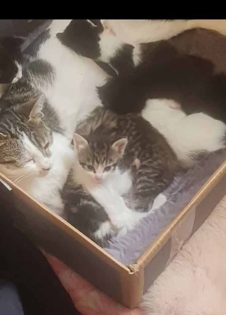 Beautiful vaccinated kittens 