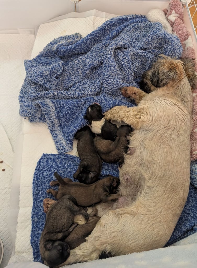 Beautiful pure Shih Tzu puppies 3 girls 3 boys