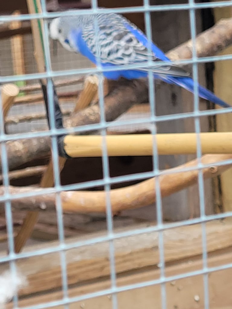 Budgies