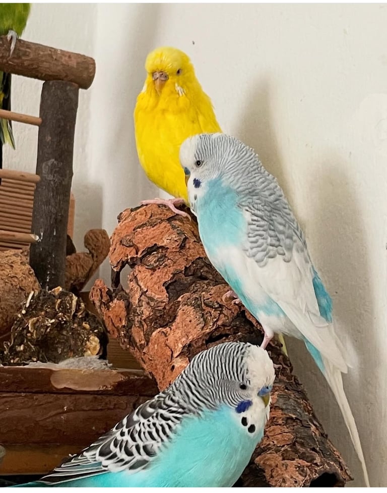 Baby Budgies & Cockatiels – Hand-Tame – From £20