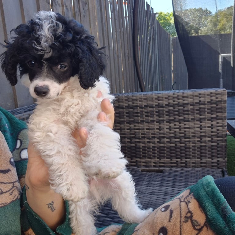 Tiny tiny toy parti poodle 1500