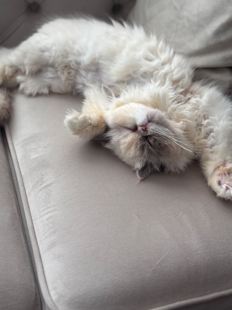 Persian cat- new loving home needed 
