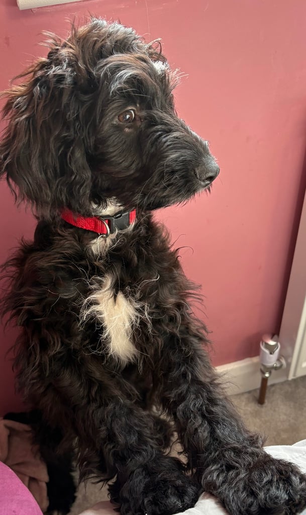 image for Miniature Aussiedoodle - 5 months