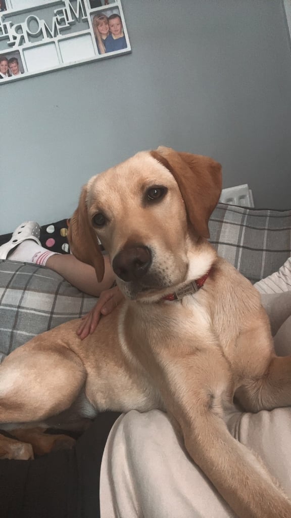 9 month old Labrador 