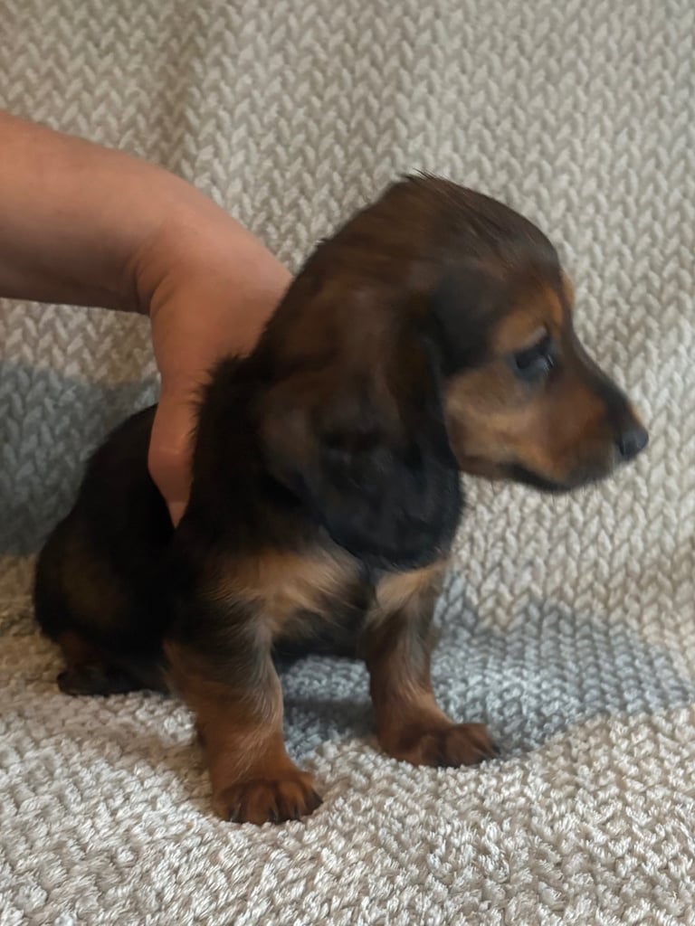 Genuine miniature dachshunds 