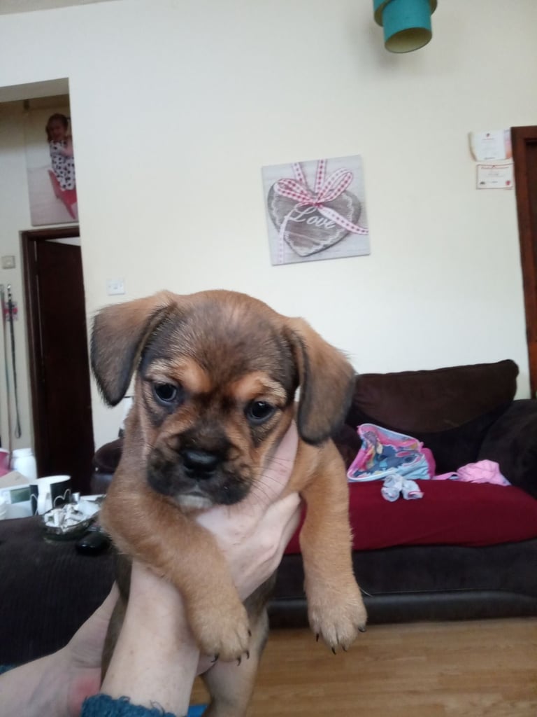 2 Female French bulldog x terrier mix 450 each