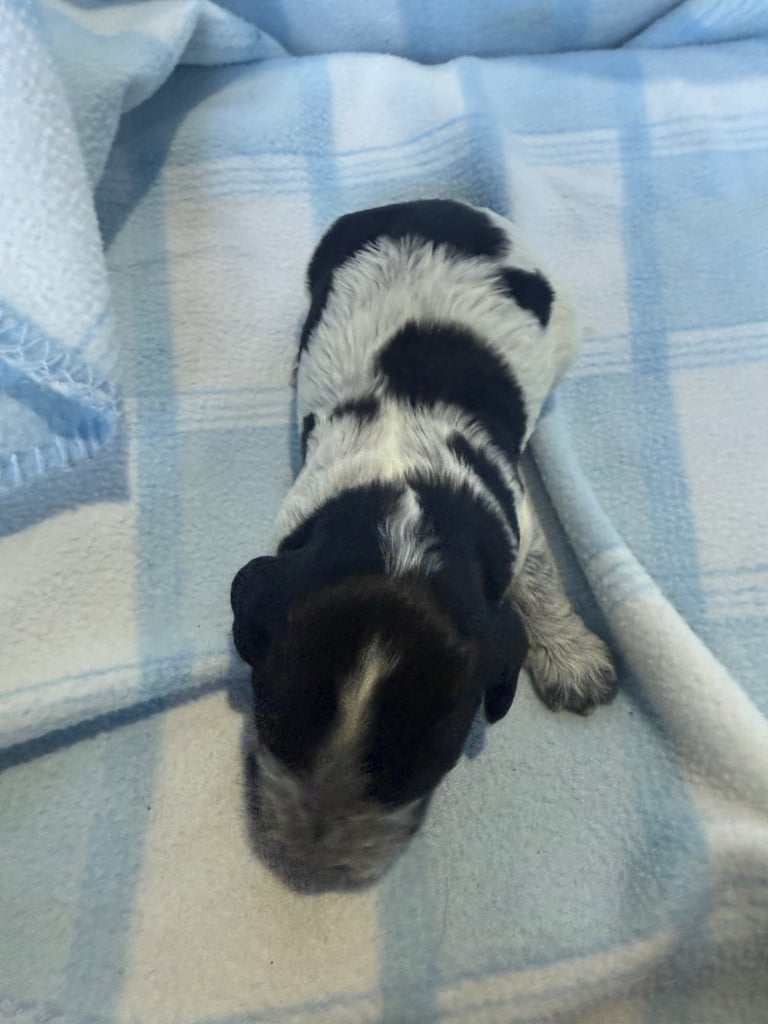 Pure cocker puppies 1 bitch left and 2 dogs left