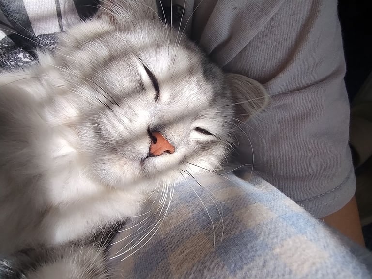 Rare chinchilla Persian Two Kittens And 18 Months Old Maine Coon Female Cat