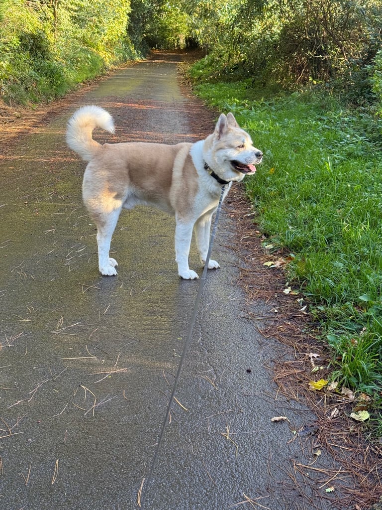 Akita boy looking for his forever home 