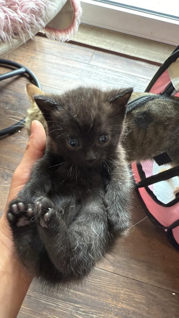 Half British short hair Kittens 