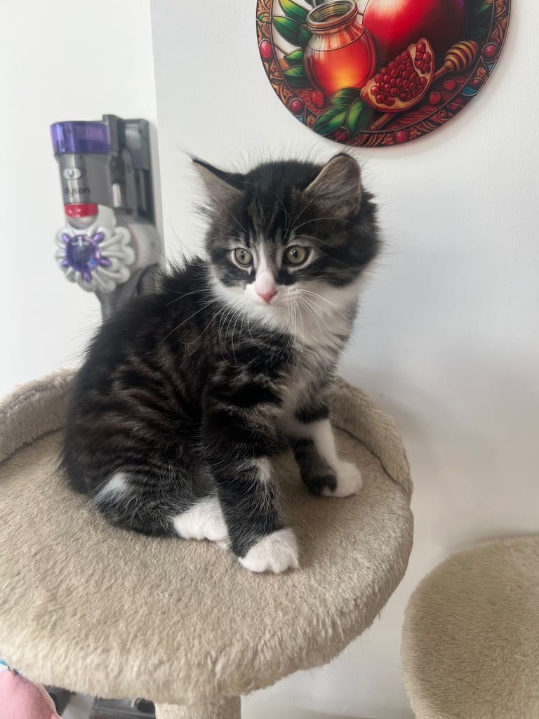 Kittens for sale