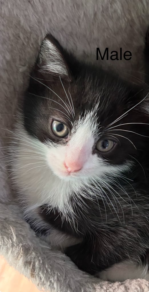 Kittens For Sale