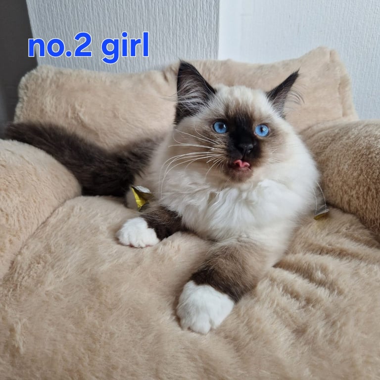 Ragdoll kittens